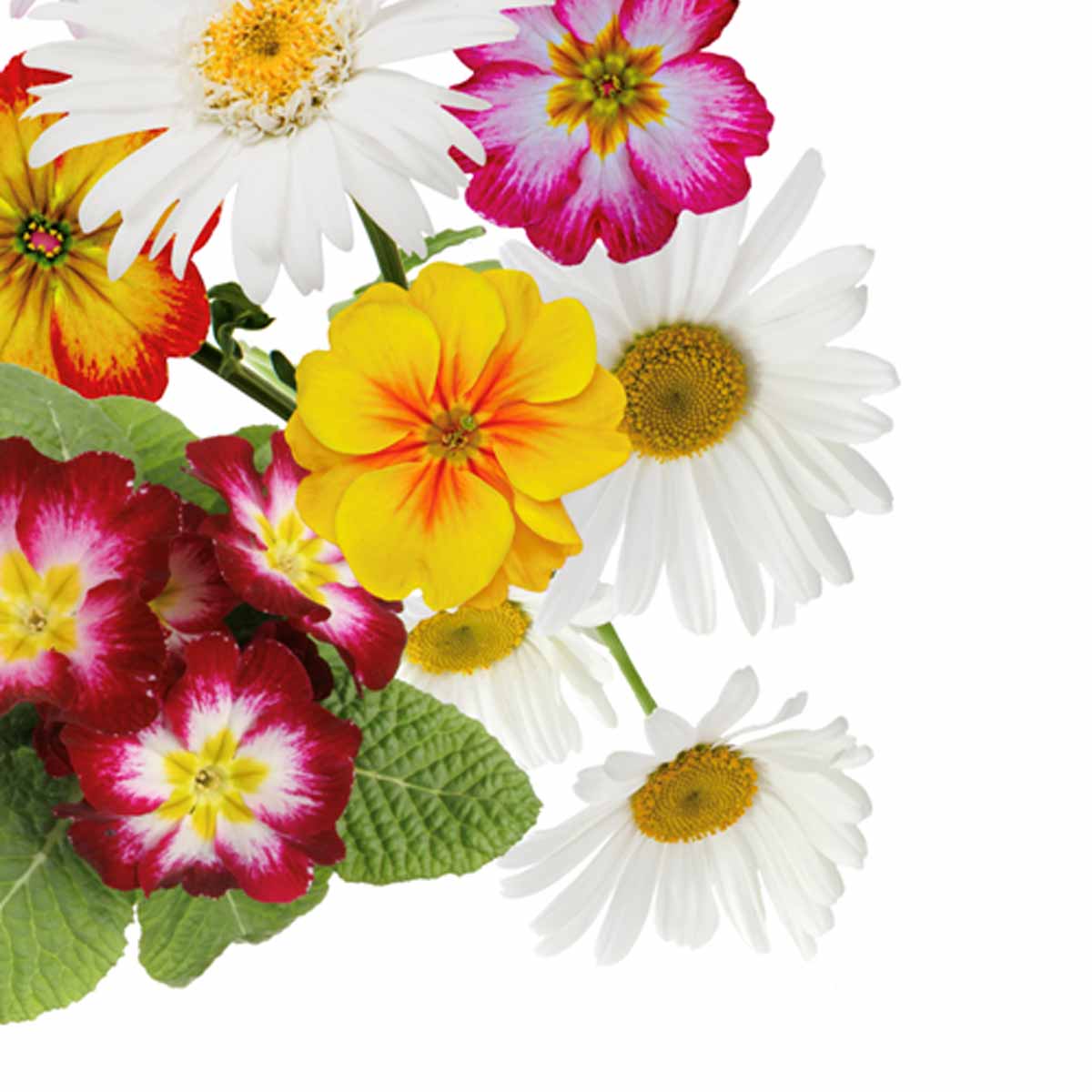Tovaglia per 6 persone con fantasia floreale puro cotone